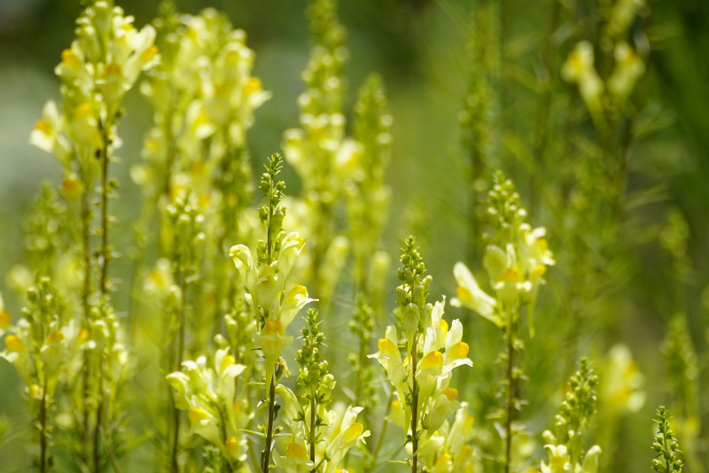 Vlasbekje-Linaria vulgaris-Natuur-Planten-Dieren-Flora-Beplanting-Heemtuin-Biodiversiteit